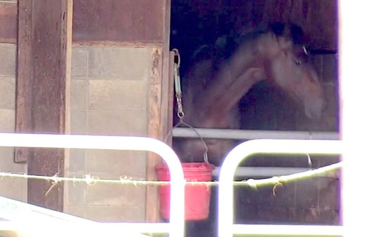 3度目の筋肉増強剤検出で岩手競馬レース休止 