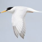 Little Tern